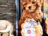 Poodle Çıftliğinden Red Brown Toy Poodle Bebeklerimiz