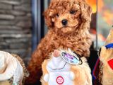 Poodle Çıftliğinden Red Brown Toy Poodle Bebeklerimiz