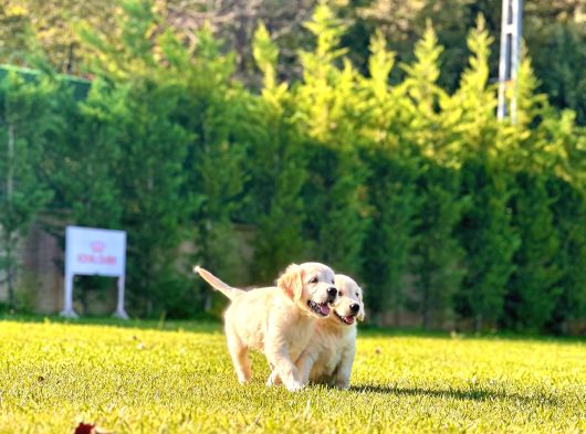 Baby Face Golden Bebeklerimiz Aşıları Tam görsel