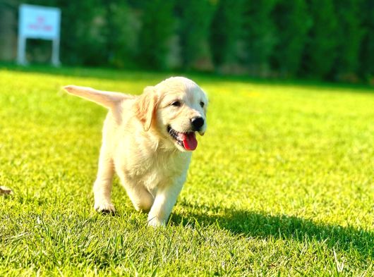 Baby Face Golden Bebeklerimiz Aşıları Tam görsel