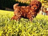 Enfes Poodle Bebeklerimiz İstanbul