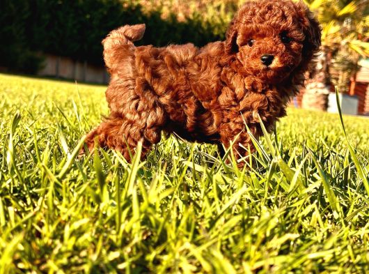 Enfes Poodle Bebeklerimiz İstanbul görsel