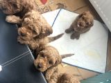 Birbirinden Tatlı Toy Poodle Redbrown Yavrularımız