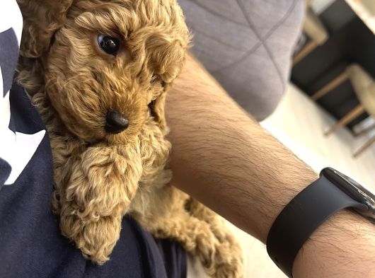 Birbirinden Tatlı Toy Poodle Redbrown Yavrularımız görsel