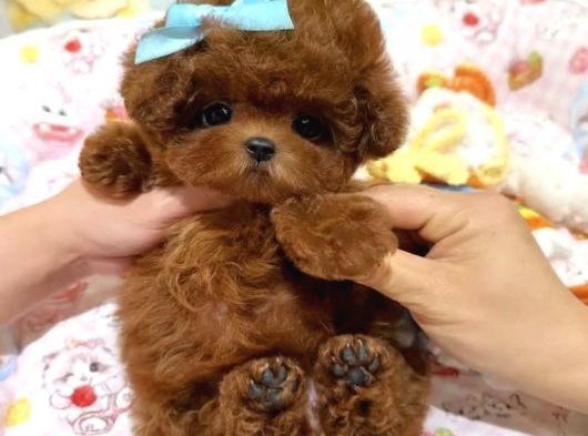 Tuvalet eğitimli ruhsatlı çiftlikten minicik poodle bebekler