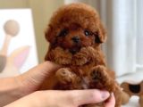 Türkiyenin en iddialı ve en güzel poodle bebekleri
