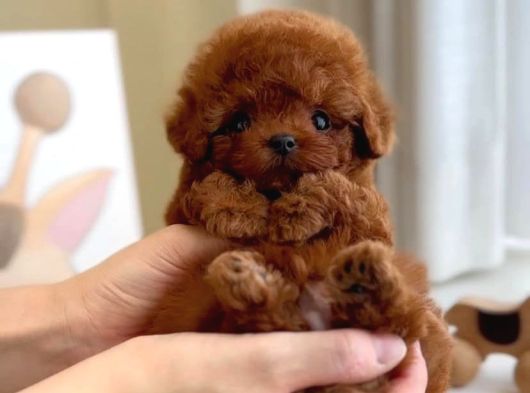 Türkiyenin En Iddialı Ve En Güzel Poodle Bebekleri