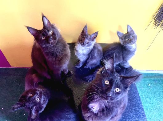 Safkan Mainecoon Smoke Yavruları Acil görsel