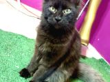 Safkan Mainecoon Smoke Yavruları Acil