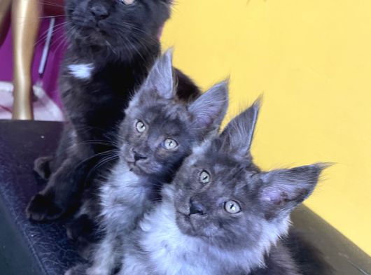Safkan Mainecoon Smoke Yavruları Acil görsel