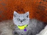 British Shorthair Blue Ve Lilac Yavrular