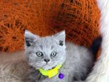 British Shorthair Blue Ve Lilac Yavrular