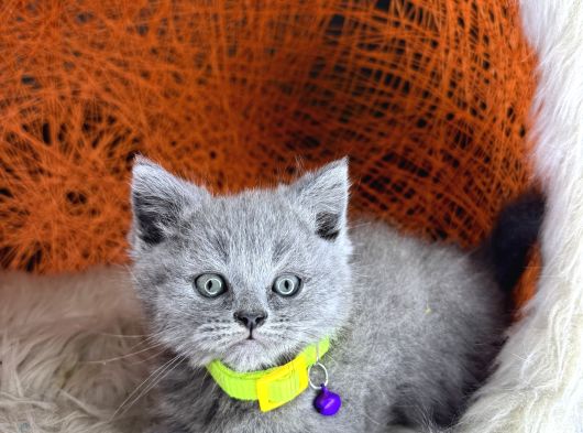 British Shorthair Blue Ve Lilac Yavrular görsel