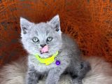 British Shorthair Blue Ve Lilac Yavrular