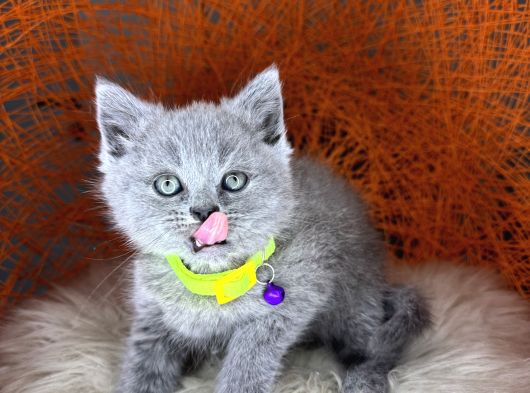 British Shorthair Blue Ve Lilac Yavrular görsel