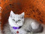 British Shorthair Blue Ve Lilac Yavrular