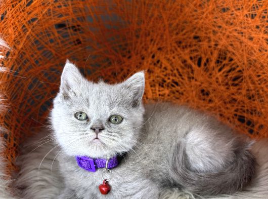 British Shorthair Blue Ve Lilac Yavrular görsel
