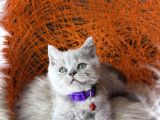 British Shorthair Blue Ve Lilac Yavrular