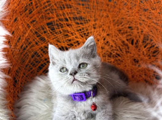 British Shorthair Blue Ve Lilac Yavrular görsel