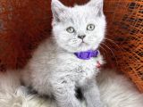 British Shorthair Blue Ve Lilac Yavrular