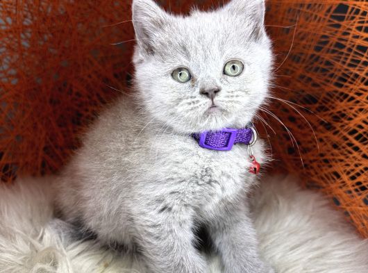 British Shorthair Blue Ve Lilac Yavrular görsel