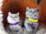 British shorthair blue ve lilac yavrular