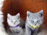 British Shorthair Blue Ve Lilac Yavrular
