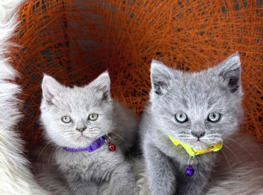 British Shorthair Blue Ve Lilac Yavrular görsel