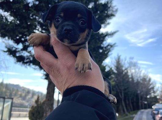 Türki̇yeni̇n En Mi̇ni̇k Şi̇vava Yavrusu görsel
