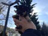 Türki̇yeni̇n En Mi̇ni̇k Şi̇vava Yavrusu