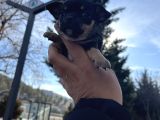 TÜRKİYENİN EN MİNİK ŞİVAVA YAVRUSU