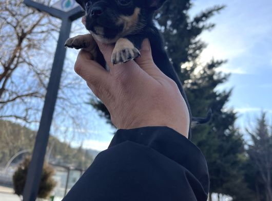 Türki̇yeni̇n En Mi̇ni̇k Şi̇vava Yavrusu görsel