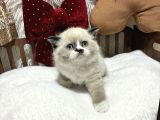 Ragdoll Mükemmel Yavrular