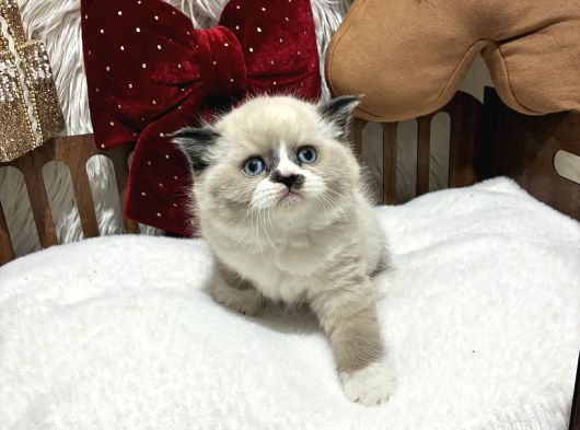 Ragdoll Mükemmel Yavrular görsel