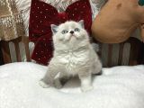 Ragdoll Mükemmel Yavrular