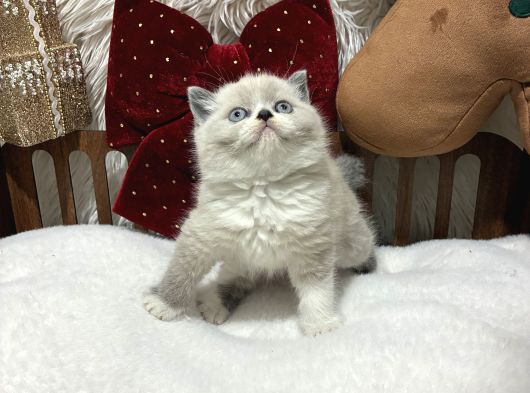 Ragdoll Mükemmel Yavrular görsel