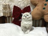 Ragdoll Mükemmel Yavrular