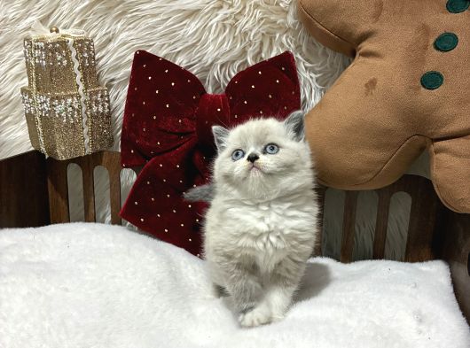 Ragdoll Mükemmel Yavrular görsel