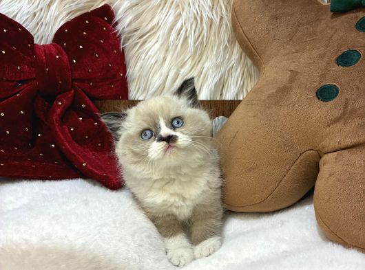Ragdoll Mükemmel Yavrular görsel