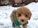 Toy Poodle