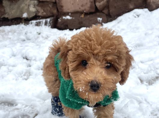 Toy Poodle görsel