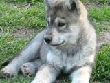 Sınırlı Sayıda  Safkan Wolfdog Yavrular