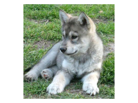 Sınırlı Sayıda  Safkan Wolfdog Yavrular görsel