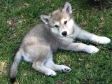 Sınırlı Sayıda  Safkan Wolfdog Yavrular