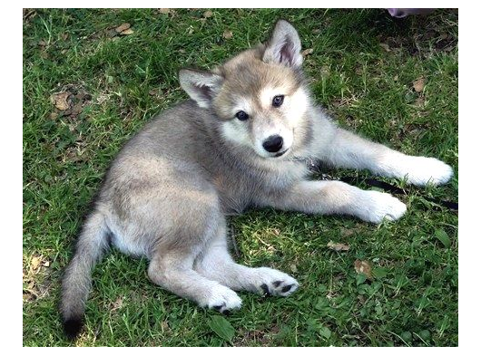Sınırlı Sayıda  Safkan Wolfdog Yavrular görsel