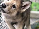 Sınırlı Sayıda  Safkan Wolfdog Yavrular