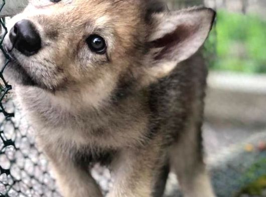 Sınırlı Sayıda  Safkan Wolfdog Yavrular görsel