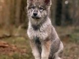 Sınırlı Sayıda  Safkan Wolfdog Yavrular