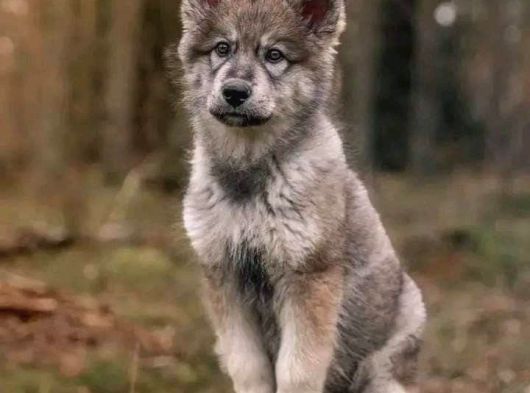 Sınırlı Sayıda  Safkan Wolfdog Yavrular görsel