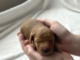 Ev Ortamında Büyüyen Saf Toy Poodle Yavruları